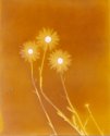 Wild Dasies 2