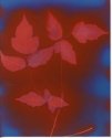 Poison Ivy Lumen