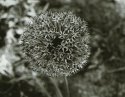 Allium