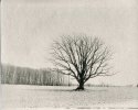 Lone Tree