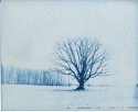 Lone Tree Blue