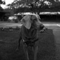 Pele, the Weimaraner