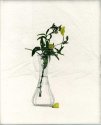 Old Flowers