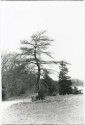 Crooked Tree