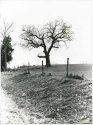 Stately Old Tree