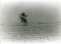 Tree in Blizzard Horiz
