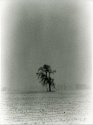 Tree in Blizzard Vert