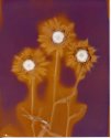 More Daises