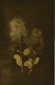Smokebush 2
