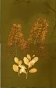 Smokebush 1