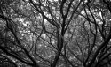 Jill's Tree