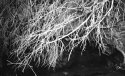 Branches