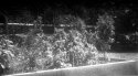 Lettuce - Another "success" Shooting and Developing 1947 Verichrome Nitrite film
