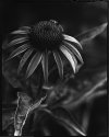 HP5+ Coneflower