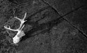 Reindeer in midnight sun