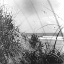 Dune, Corolla NC