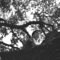 In a tree
