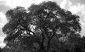 Neighborhood tree