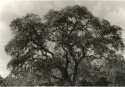 Tree-print