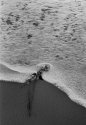 Roses in the surf.