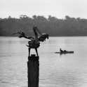 Steel Pelican