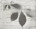 Bonsai Shadows and Curtain