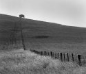 Lone tree.