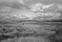 Tussock and Sky