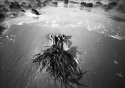 stranded sea palm