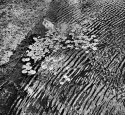 Waterlilies, Flint River