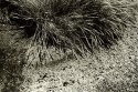 Grass