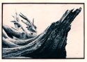 Driftwood