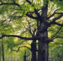 Trees and Leaves (sept. 2002)