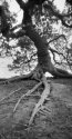 Old Mangrove.