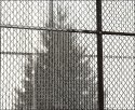 Caged Pine Shadow
