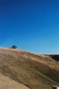 Lonely Tree