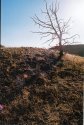 Sun Through Dead Tree