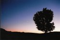 Moon and tree