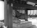 at the wild boar temple
