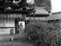 at the wild boar temple