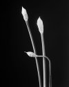 Chives