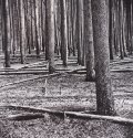 Trees on Casper Mtn.