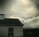 bird on a wire