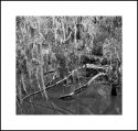 Spanish Moss and Still Water