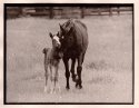 Foal and mother