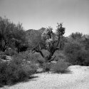 After Desert Coffee