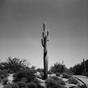 Caffeinated Cactus
