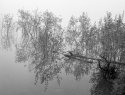 Misty Morn