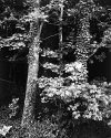 8x10 X-Ray Film Images of Orange County, NC