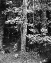 8x10 X-Ray Film Images of Orange County, NC